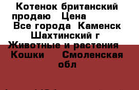 Котенок британский продаю › Цена ­ 3 000 - Все города, Каменск-Шахтинский г. Животные и растения » Кошки   . Смоленская обл.